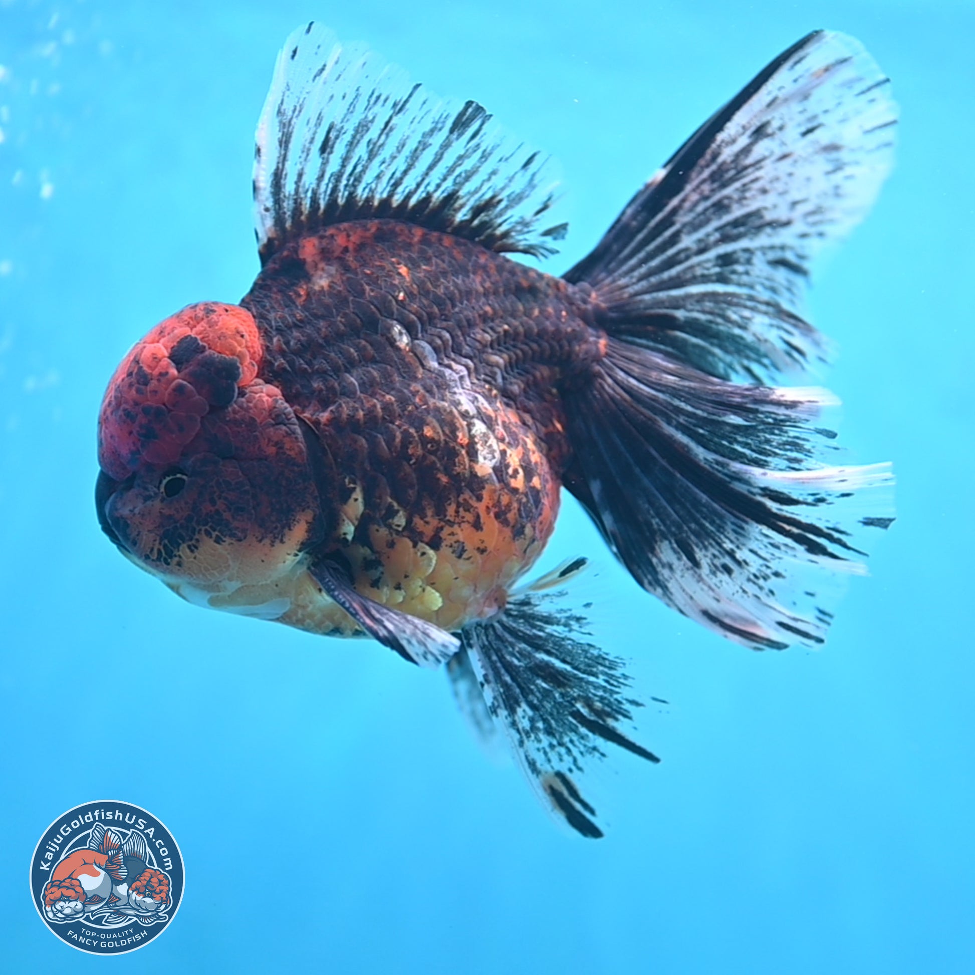 Red Kirin Rose Tail Oranda 6.5 inches - Male (241115_OR07) - Kaiju Goldfish USA