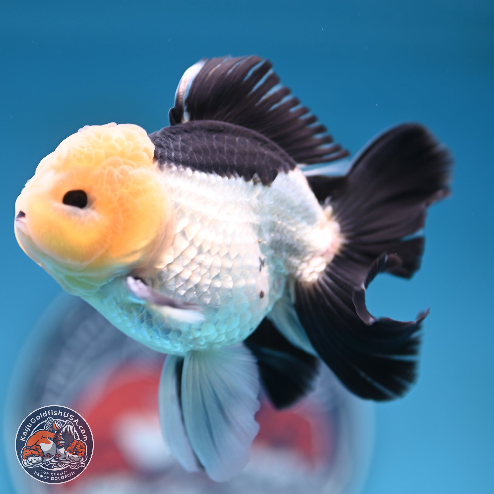 Panda Rose Tail Oranda 4.5 inches (241101_OR07) - Kaiju Goldfish USA