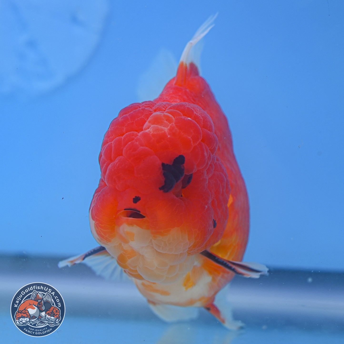 Apache Rose Tail Sakura Oranda 3.75 inches Body - Male (250131_OR07)