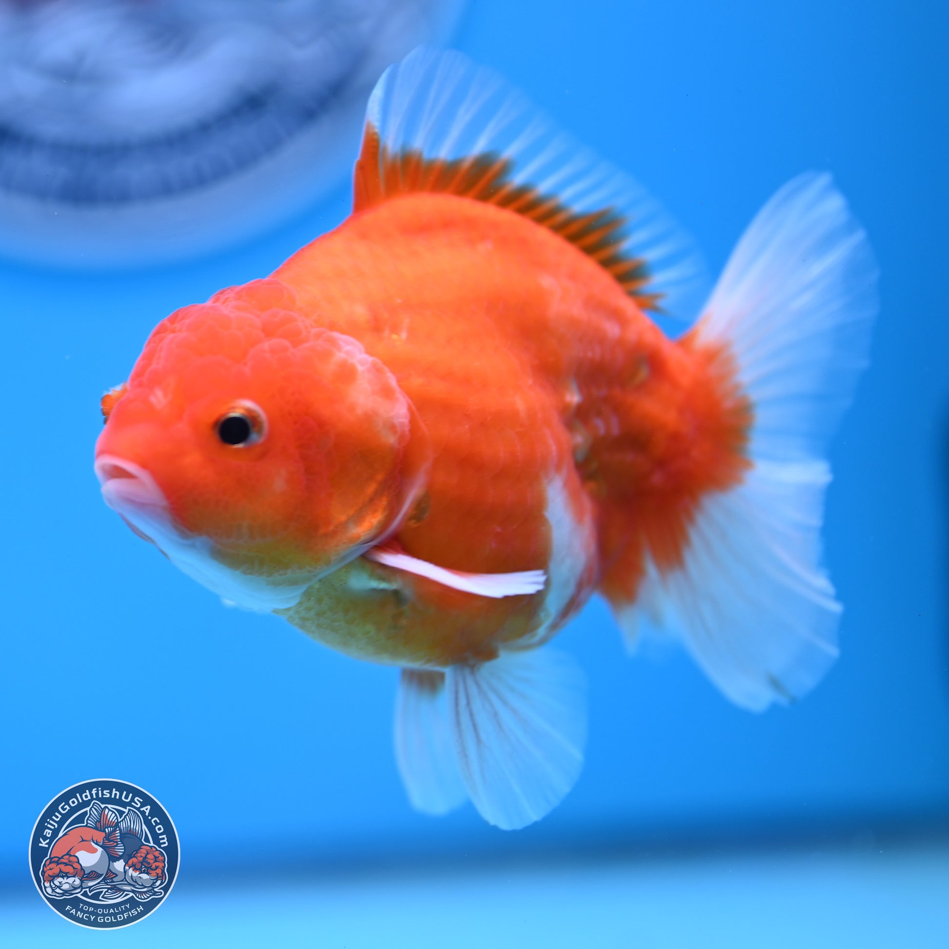 Shogun Sakura Oranda 3.5-4.5 inches (241004_OR07) - Kaiju Goldfish USA