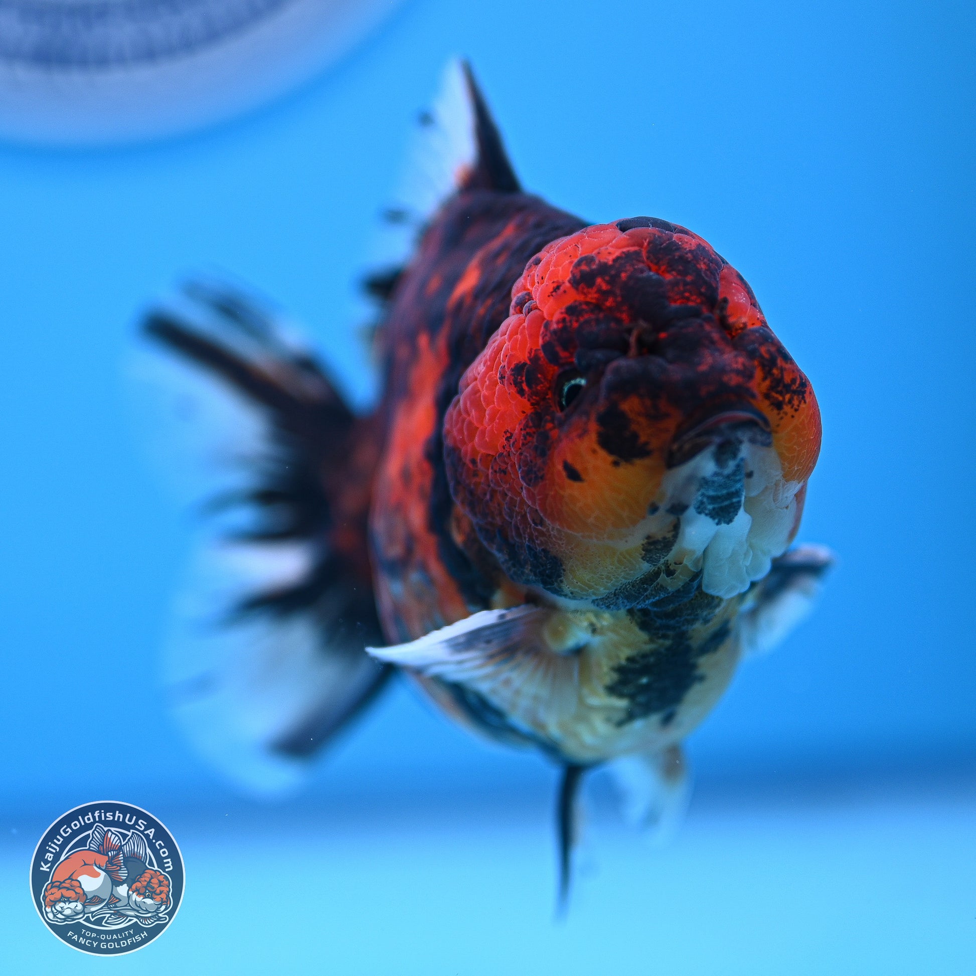 Tiger YuanBao Oranda 4-5 inches (240920_OR07) - Kaiju Goldfish USA