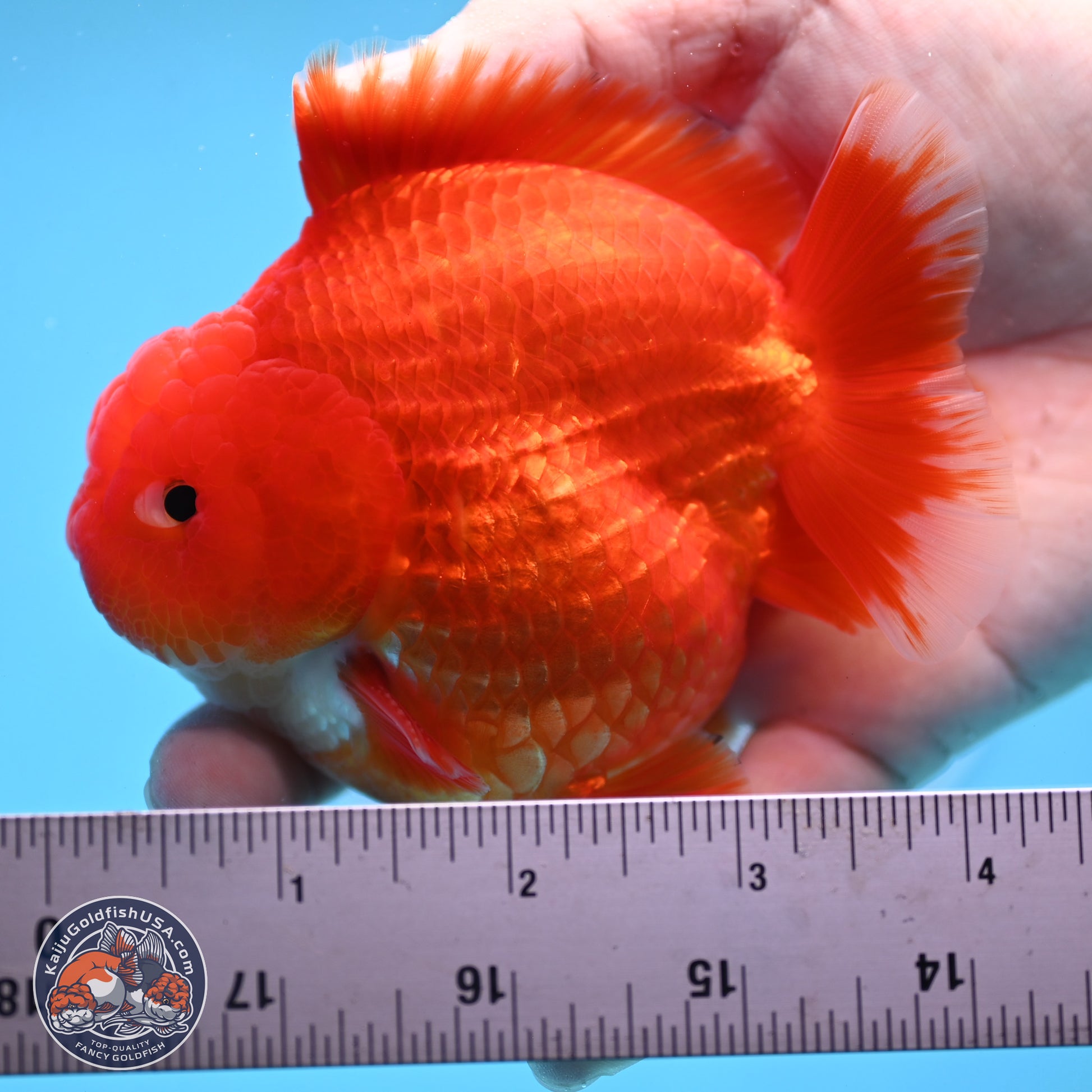 Red White YuanBao Oranda 3.5 inches Body - Male (250103_OR07) - Kaiju Goldfish USA