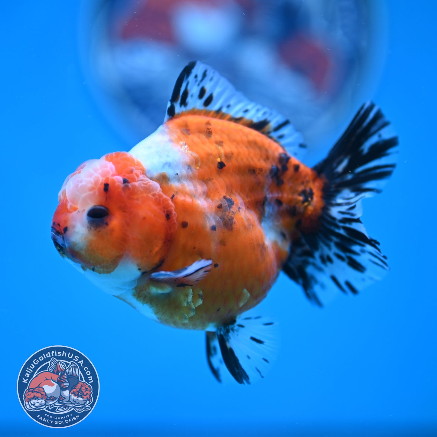 Shogun Tricolor Sakura Oranda 3.5 inches Body (250606_OR07)