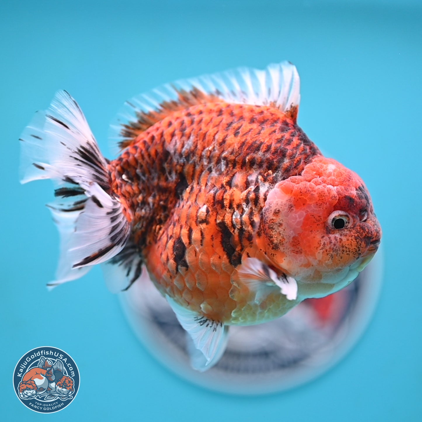 Tiger YuanBao Oranda 4 inches Body - Male (250117_OR07) - Kaiju Goldfish USA