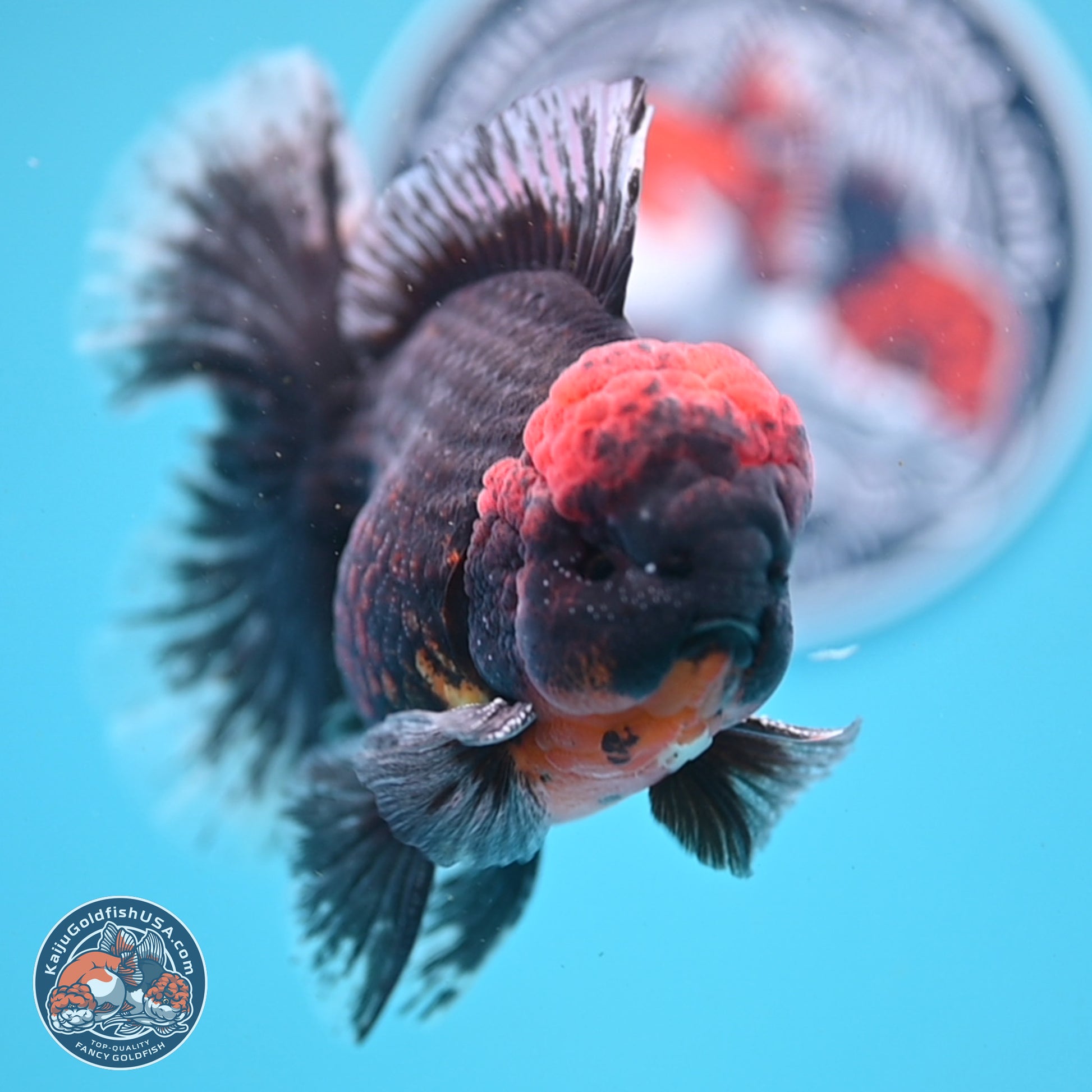 Kirin Rose Tail Oranda 6 inches - Male (241122_OR07) - Kaiju Goldfish USA