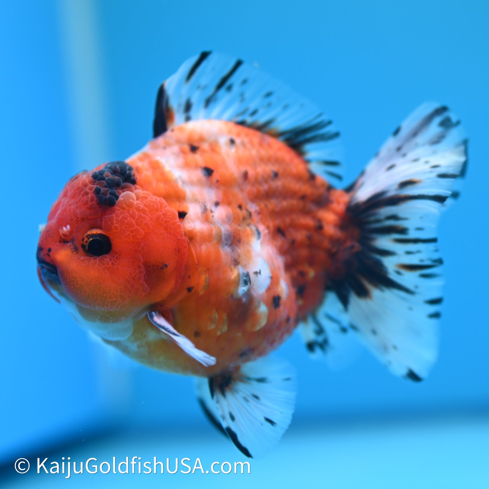 Shogun Godzilla Tricolor Sakura Oranda 3.5in Body (240614_OR07) - Kaiju Goldfish USA