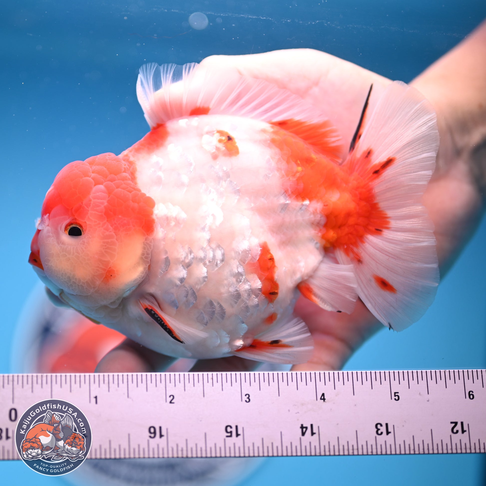 Tricolor Sakura YuanBao Oranda 4.75 inches Body - Male (241227_OR07) - Kaiju Goldfish USA