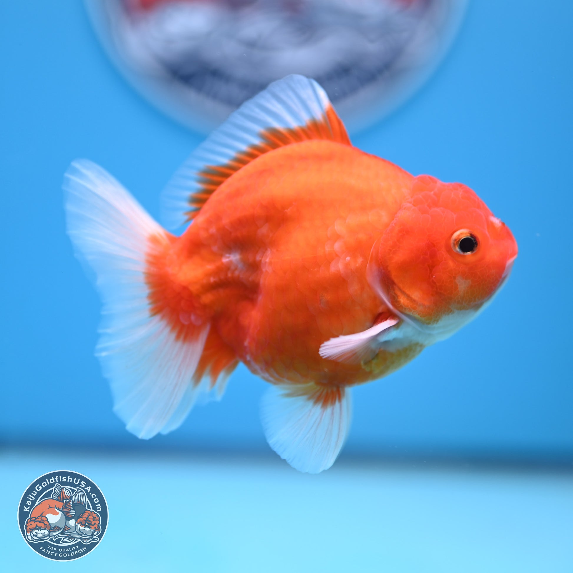 Shogun Sakura Oranda 3.5-4.5 inches (241004_OR07) - Kaiju Goldfish USA