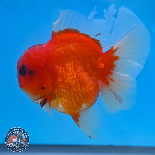 Apache Rose Tail Sakura Oranda 3.75 inches Body - Male (250131_OR07)