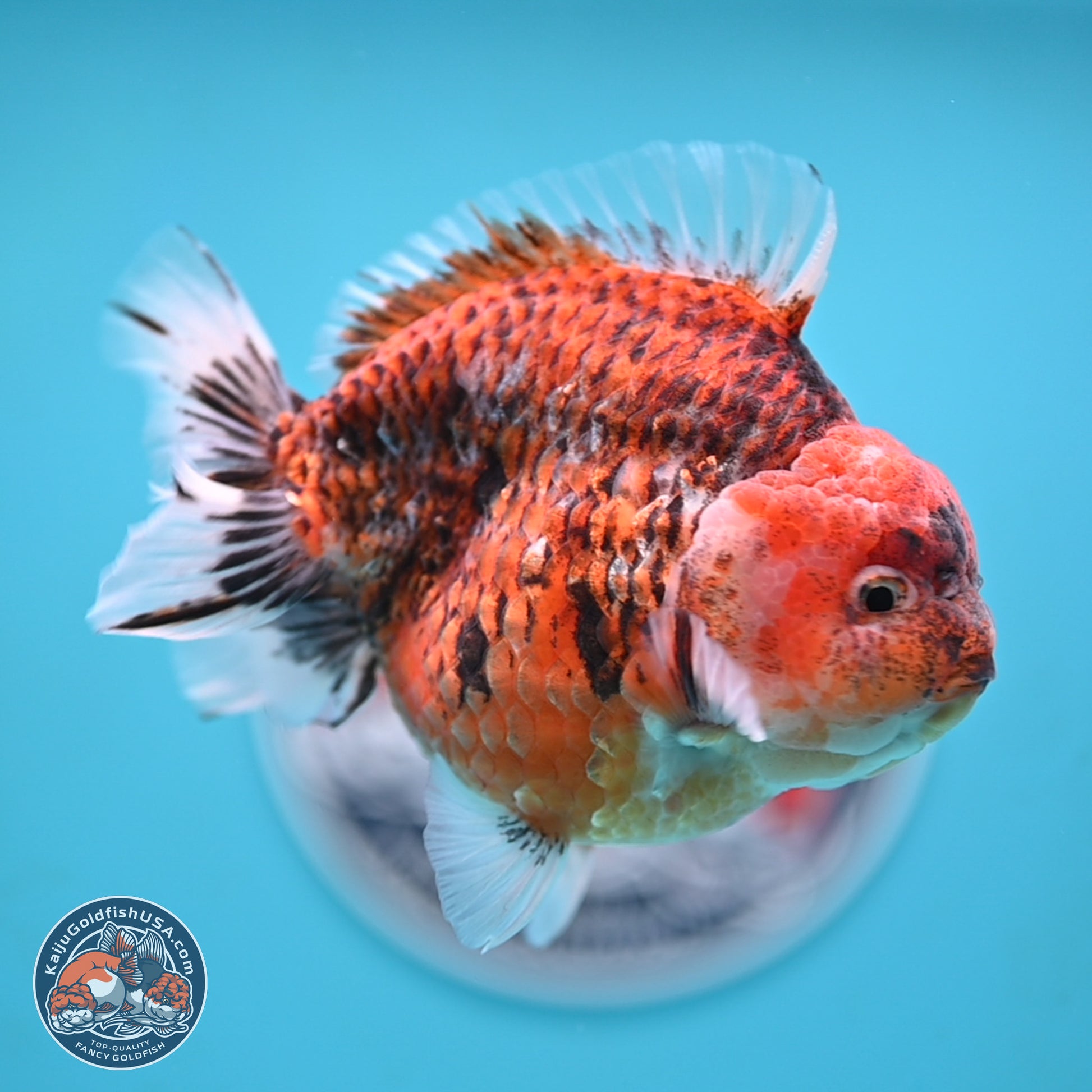 Tiger YuanBao Oranda 4 inches Body - Male (250117_OR07) - Kaiju Goldfish USA