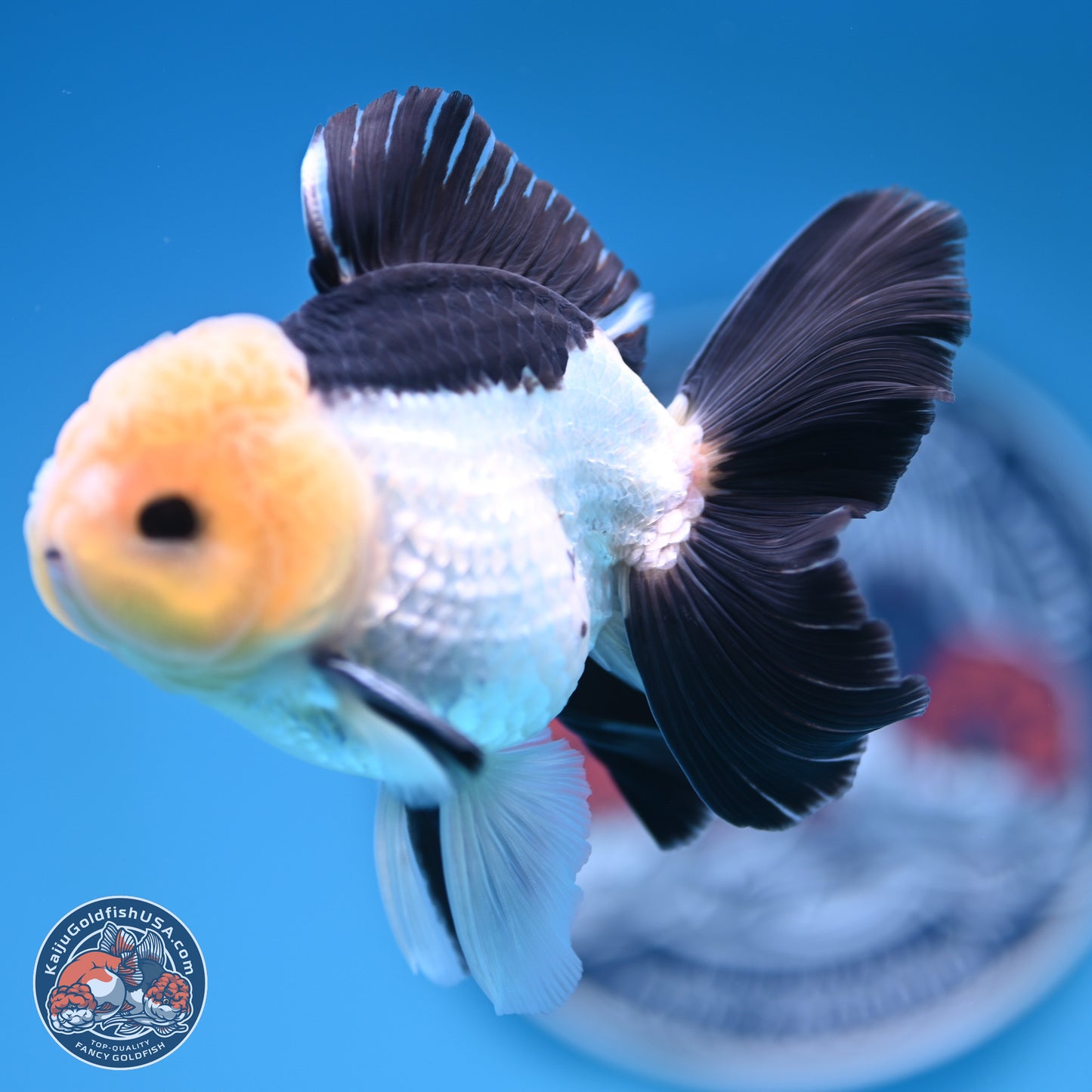 Panda Rose Tail Oranda 4.5 inches (241101_OR07) - Kaiju Goldfish USA