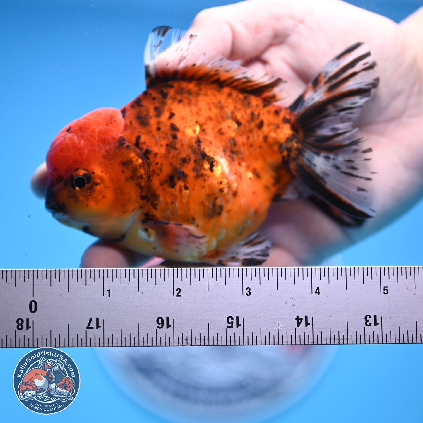 Shogun Tiger YuanBao Oranda 3.75in Body (240816_OR07) - Kaiju Goldfish USA