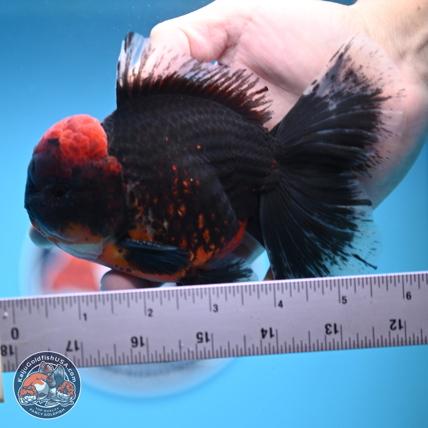 Kirin Rose Tail Oranda 6 inches - Male (241122_OR07) - Kaiju Goldfish USA