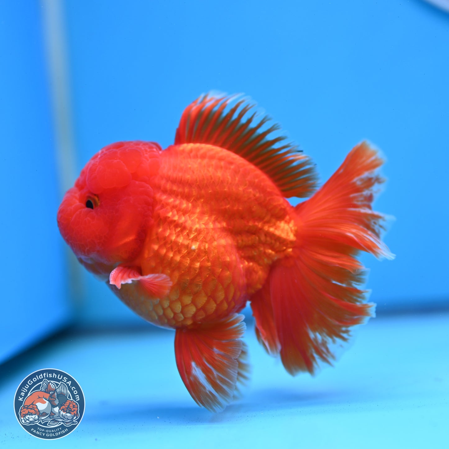 Fiery Classic Red Rose Tail Oranda 3.5 inches Body - Male (250228_OR07)