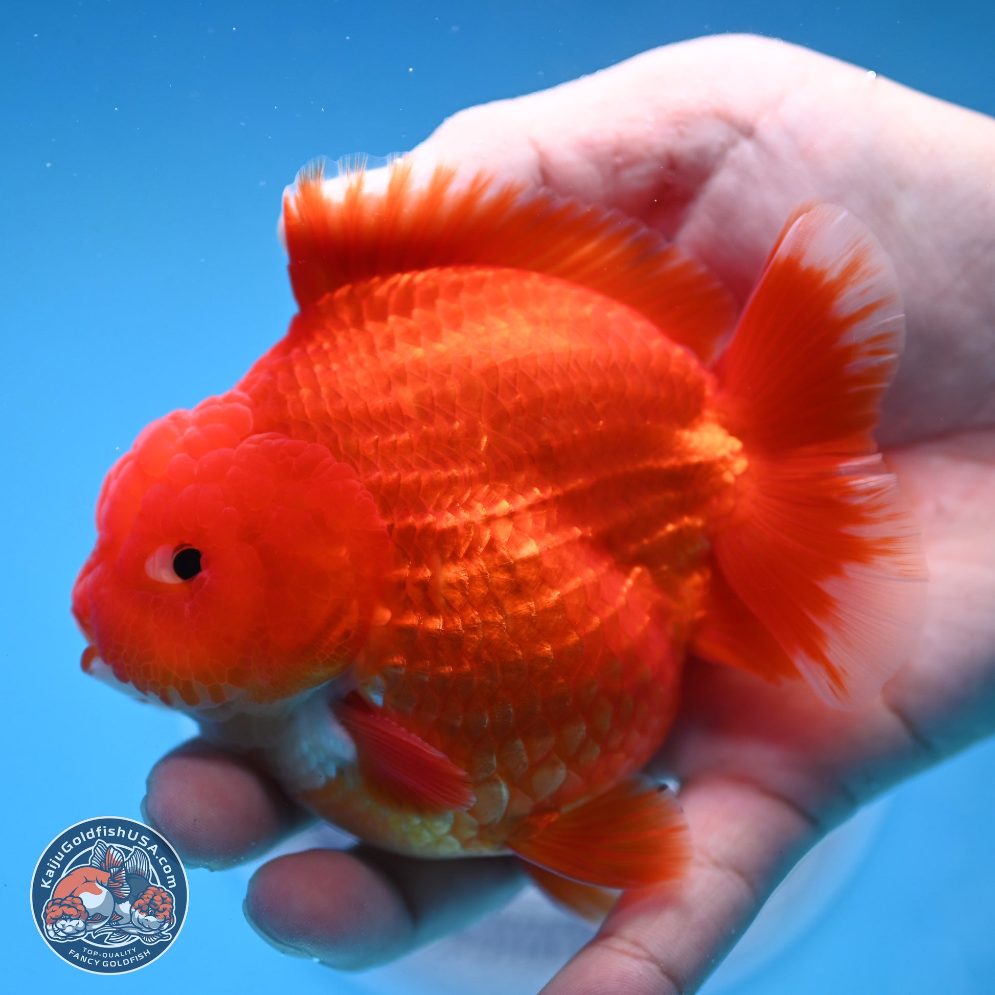 Red White YuanBao Oranda 3.5 inches Body - Male (250103_OR07) - Kaiju Goldfish USA