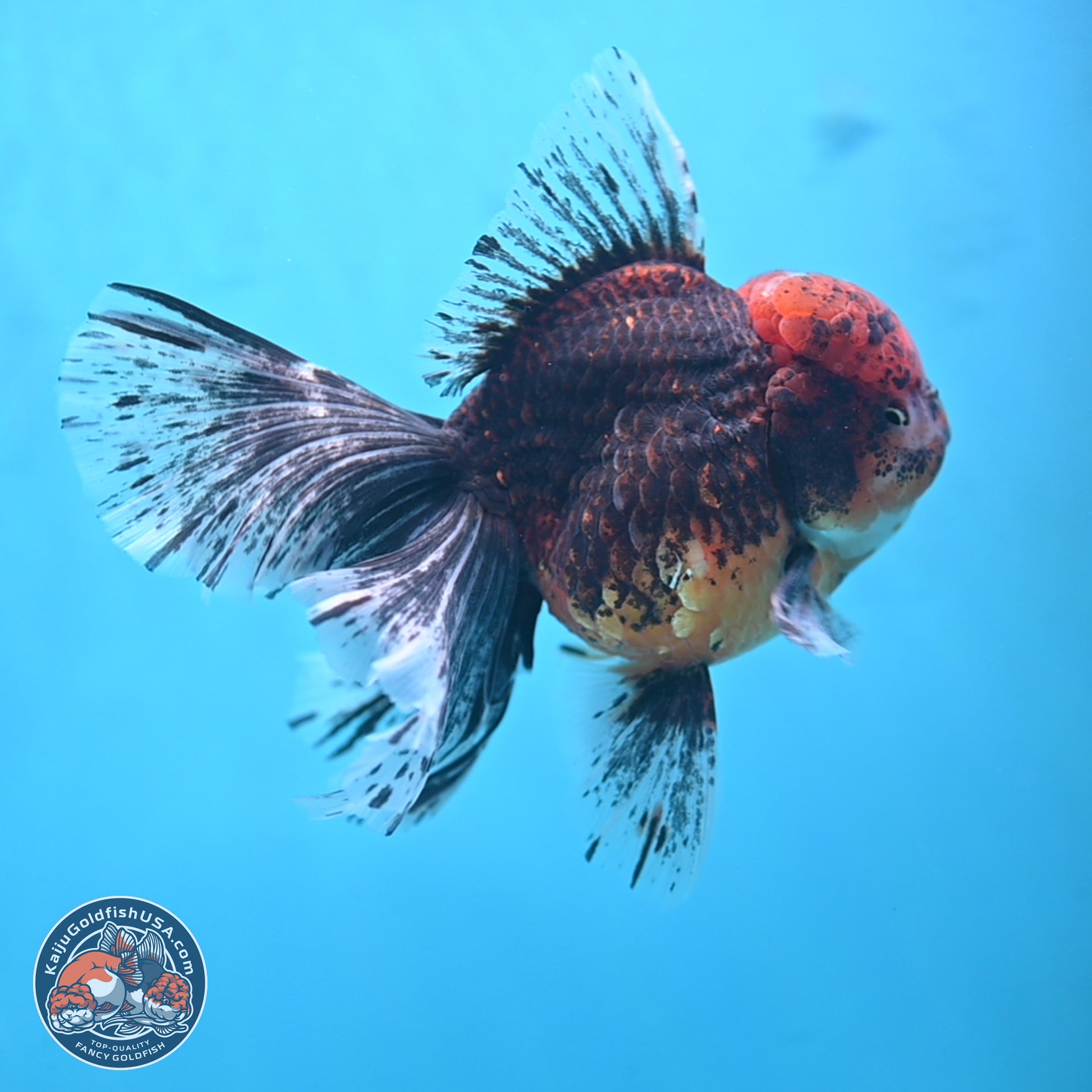 Red Kirin Rose Tail Oranda 6.5 inches - Male (241115_OR07) - Kaiju Goldfish USA