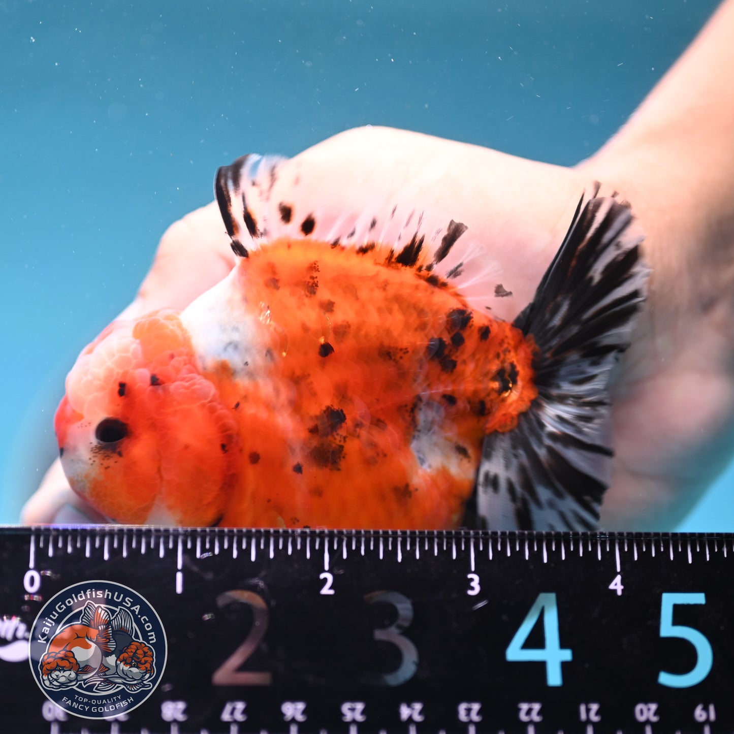 Shogun Tricolor Sakura Oranda 3.5 inches Body (250606_OR07)