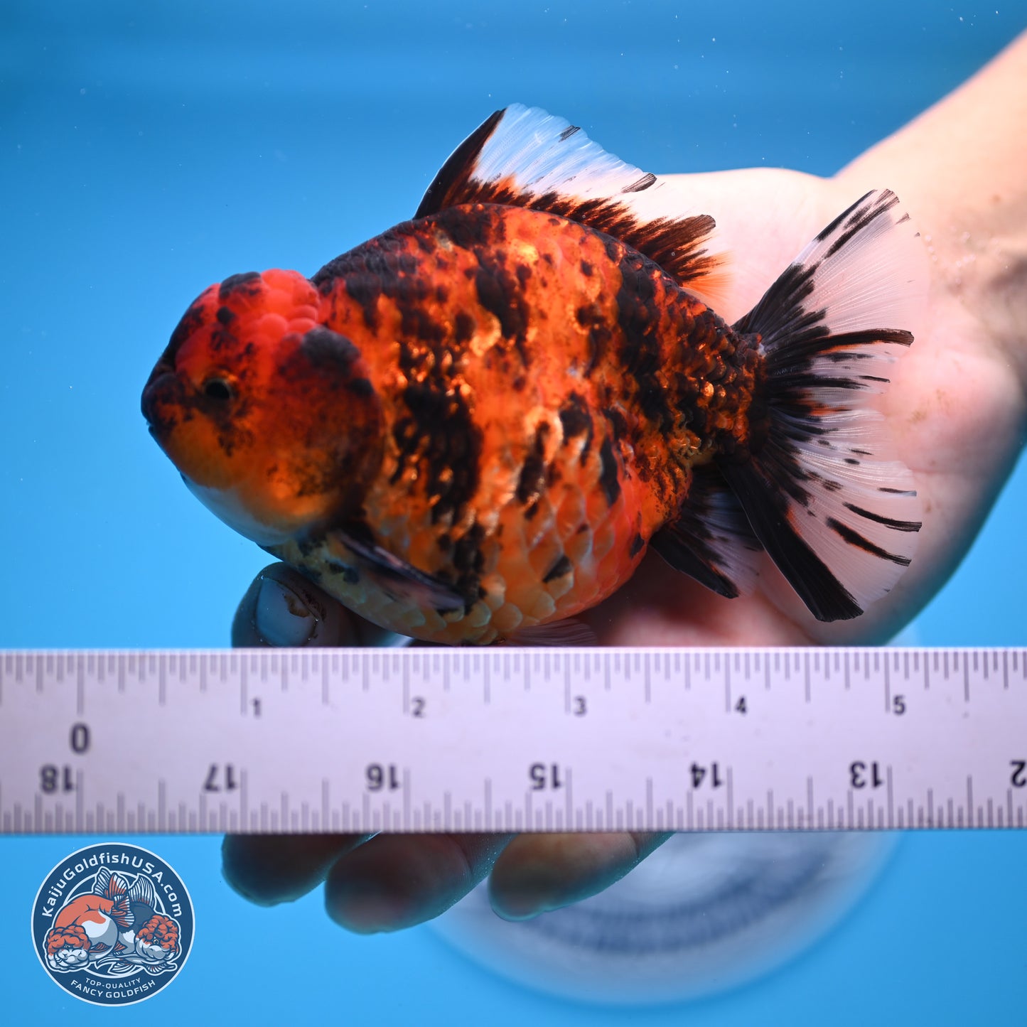 Tiger YuanBao Oranda 4-5 inches (240920_OR07) - Kaiju Goldfish USA