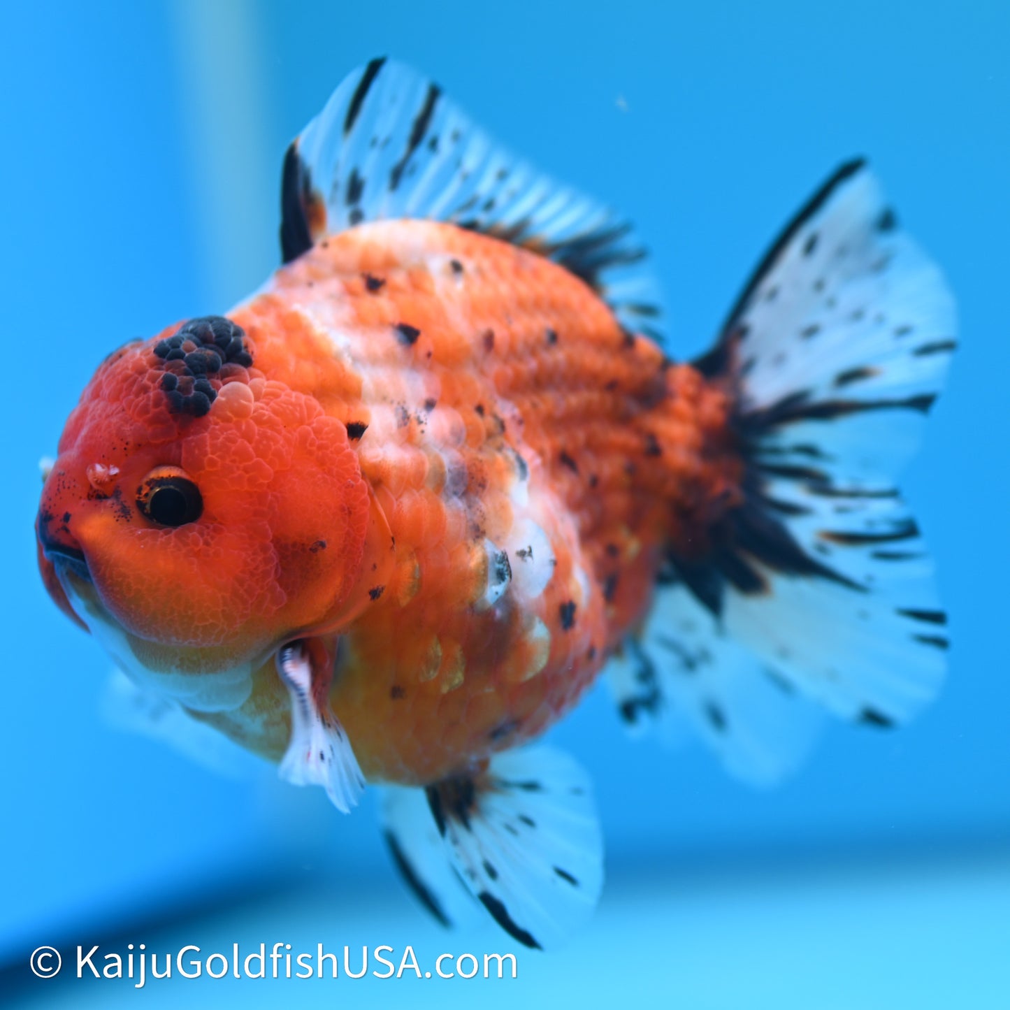 Shogun Godzilla Tricolor Sakura Oranda 3.5in Body (240614_OR07) - Kaiju Goldfish USA