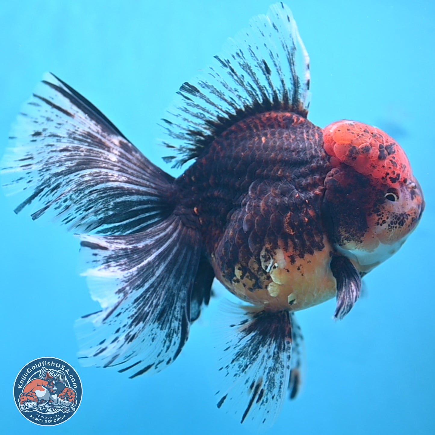 Red Kirin Rose Tail Oranda 6.5 inches - Male (241115_OR07) - Kaiju Goldfish USA