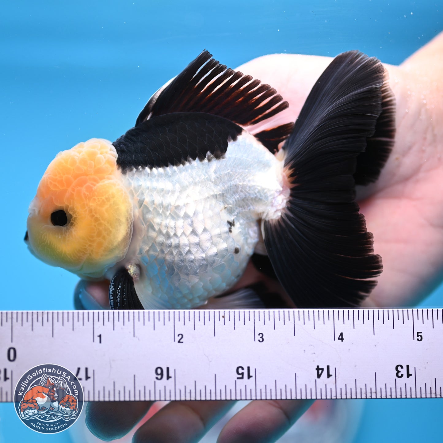 Panda Rose Tail Oranda 4.5 inches (241101_OR07) - Kaiju Goldfish USA