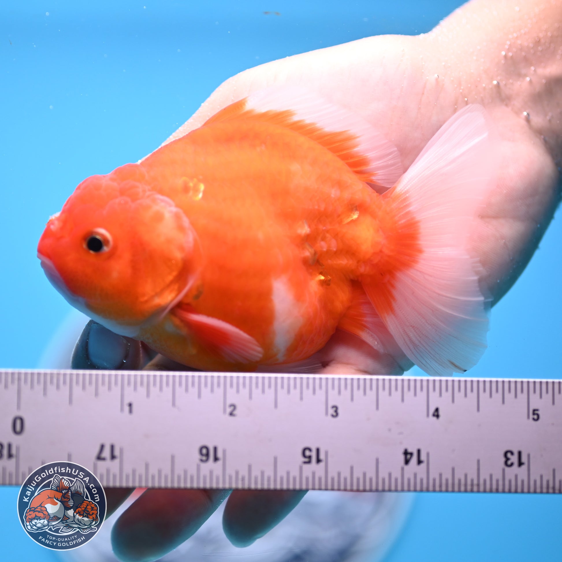 Shogun Sakura Oranda 3.5-4.5 inches (241004_OR07) - Kaiju Goldfish USA