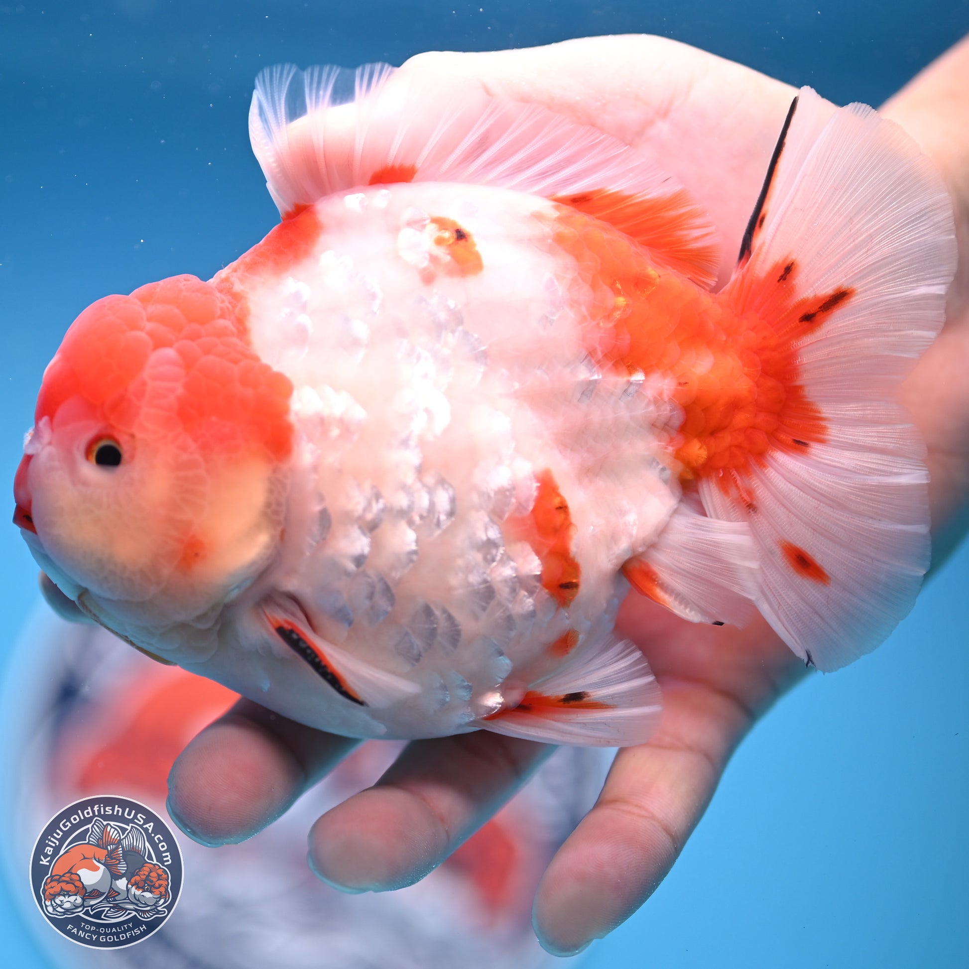 Tricolor Sakura YuanBao Oranda 4.75 inches Body - Male (241227_OR07) - Kaiju Goldfish USA