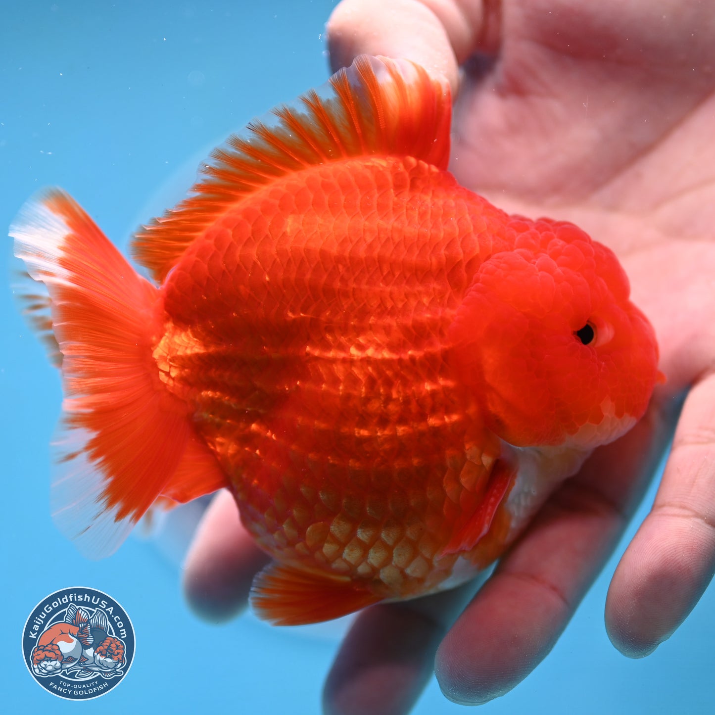 Red White YuanBao Oranda 3.5 inches Body - Male (250103_OR07) - Kaiju Goldfish USA