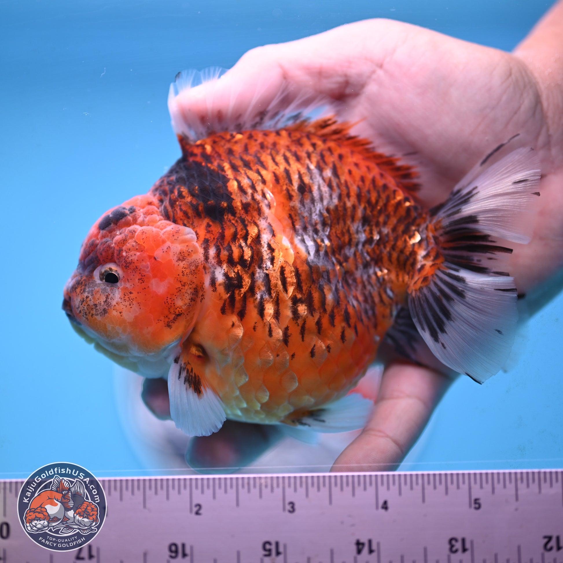 Tiger YuanBao Oranda 4 inches Body - Male (250117_OR07) - Kaiju Goldfish USA