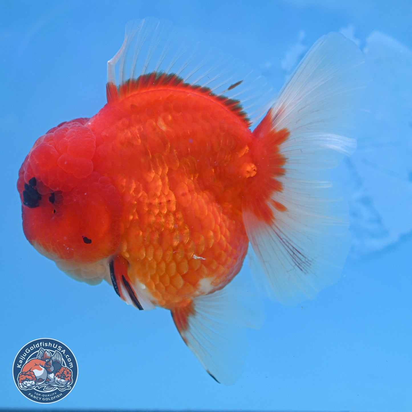 Apache Rose Tail Sakura Oranda 3.75 inches Body - Male (250131_OR07)