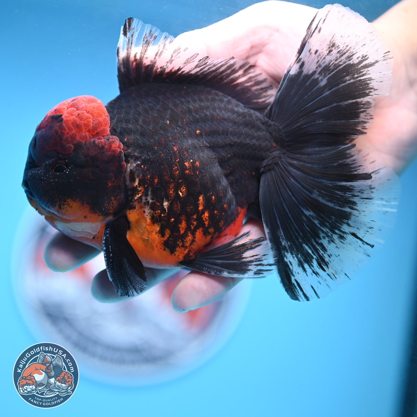 Kirin Rose Tail Oranda 6 inches - Male (241122_OR07) - Kaiju Goldfish USA