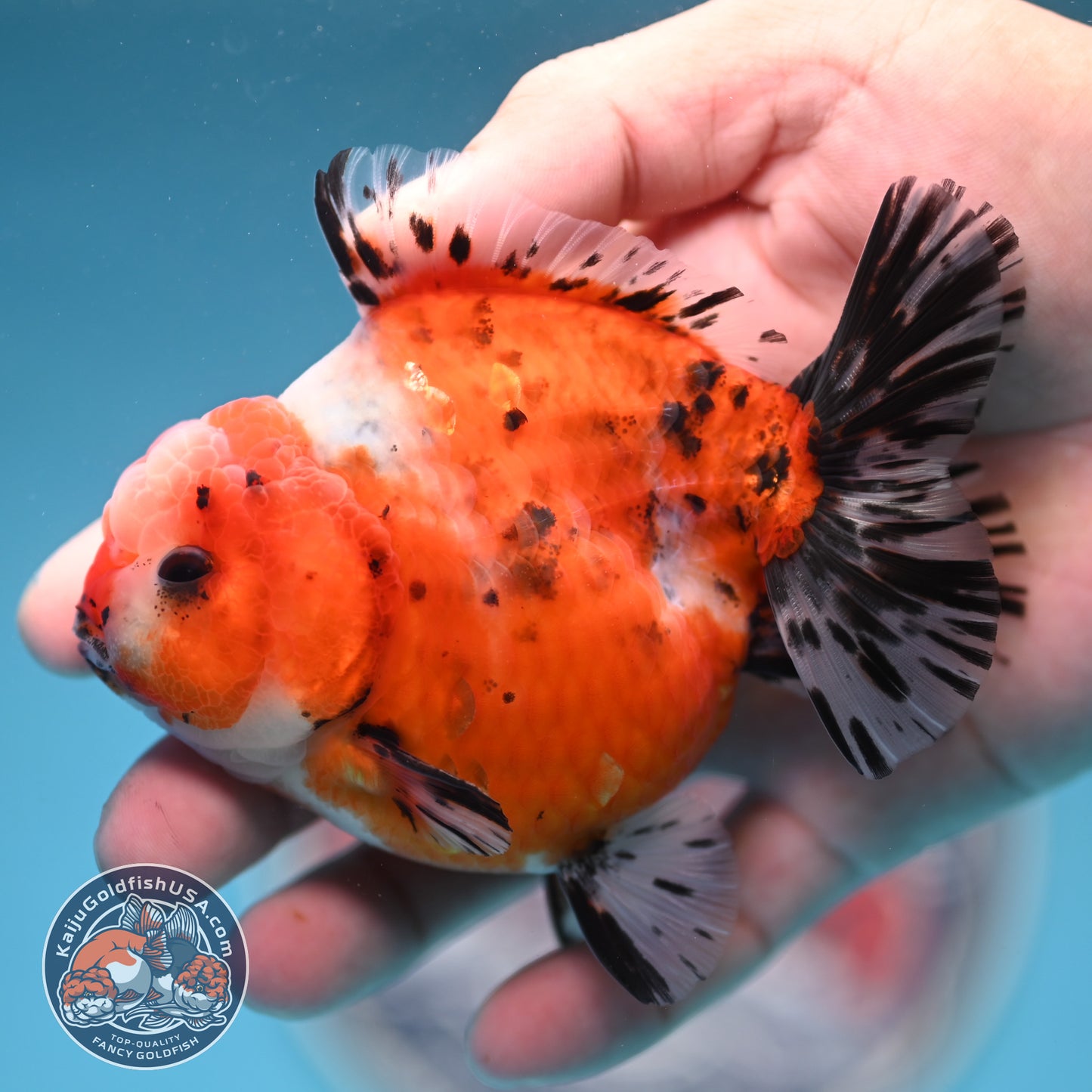 Shogun Tricolor Sakura Oranda 3.5 inches Body (250606_OR07)
