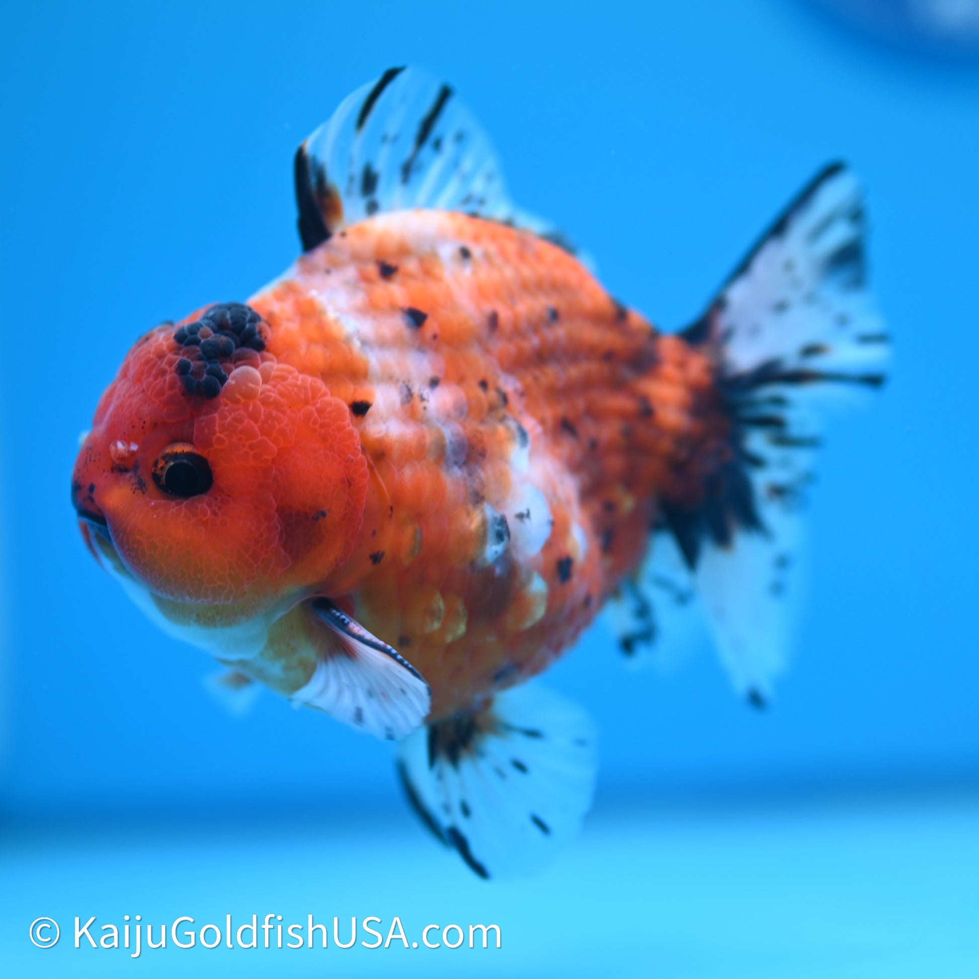 Shogun Godzilla Tricolor Sakura Oranda 3.5in Body (240614_OR07) - Kaiju Goldfish USA