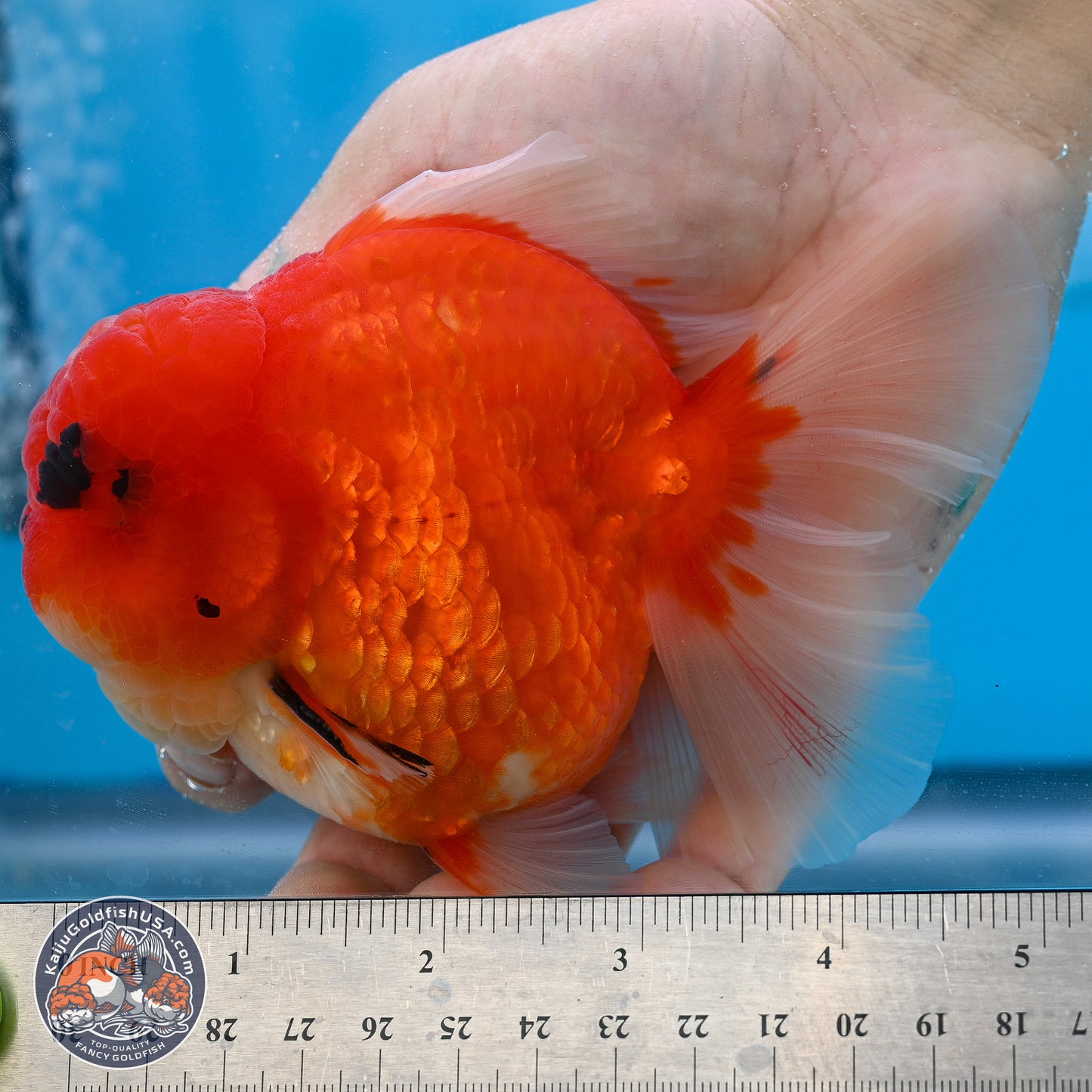 Apache Rose Tail Sakura Oranda 3.75 inches Body - Male (250131_OR07)