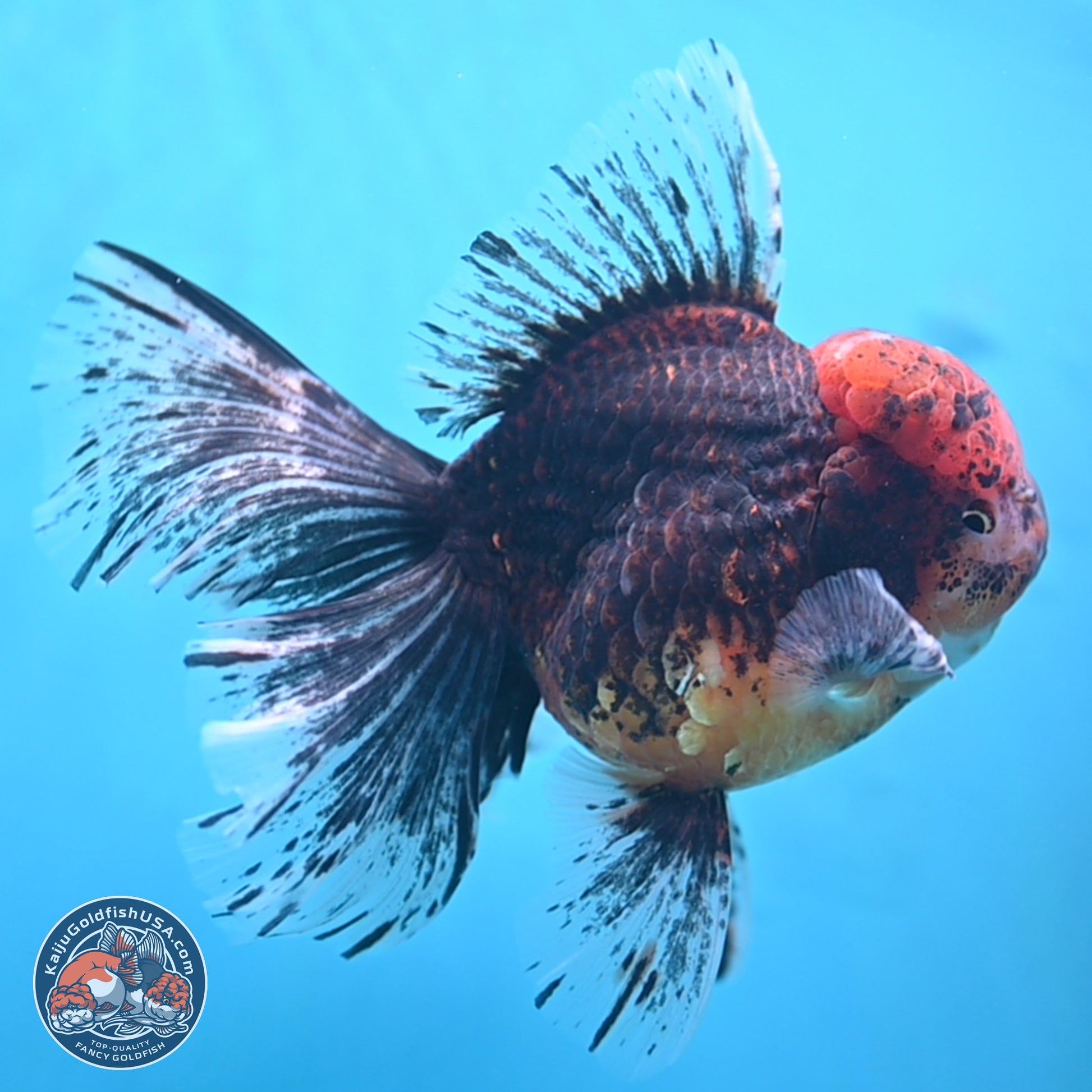 Red Kirin Rose Tail Oranda 6.5 inches - Male (241115_OR07) - Kaiju Goldfish USA