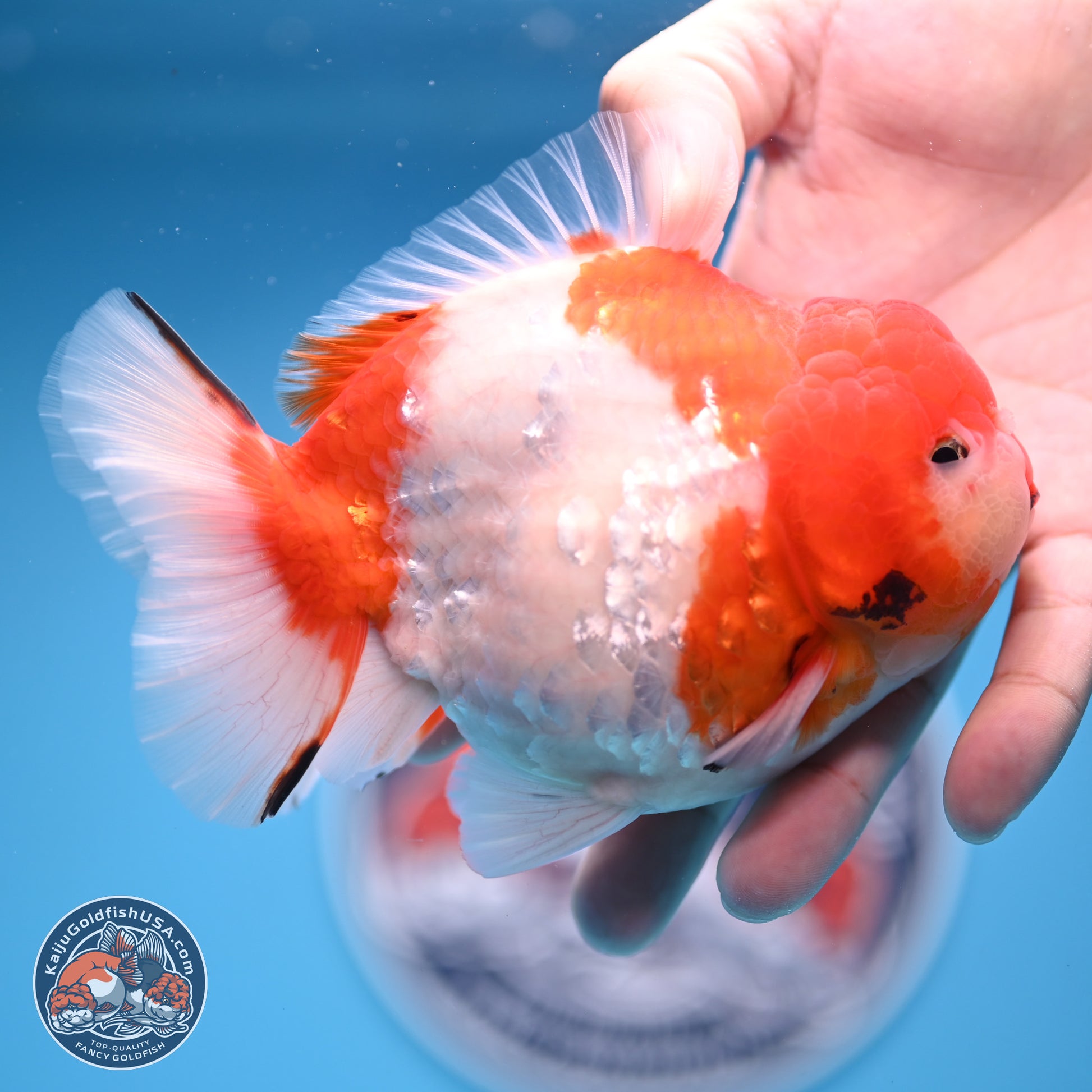 Tricolor Sakura YuanBao Oranda 4.75 inches Body - Male (241227_OR07) - Kaiju Goldfish USA