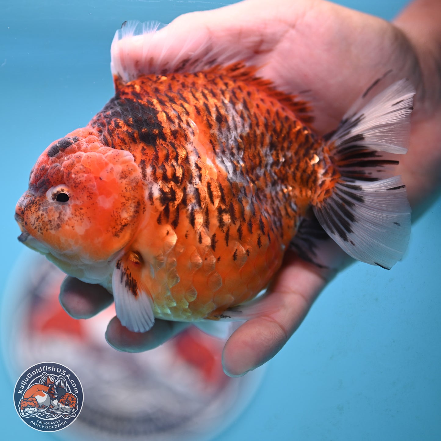 Tiger YuanBao Oranda 4 inches Body - Male (250117_OR07) - Kaiju Goldfish USA