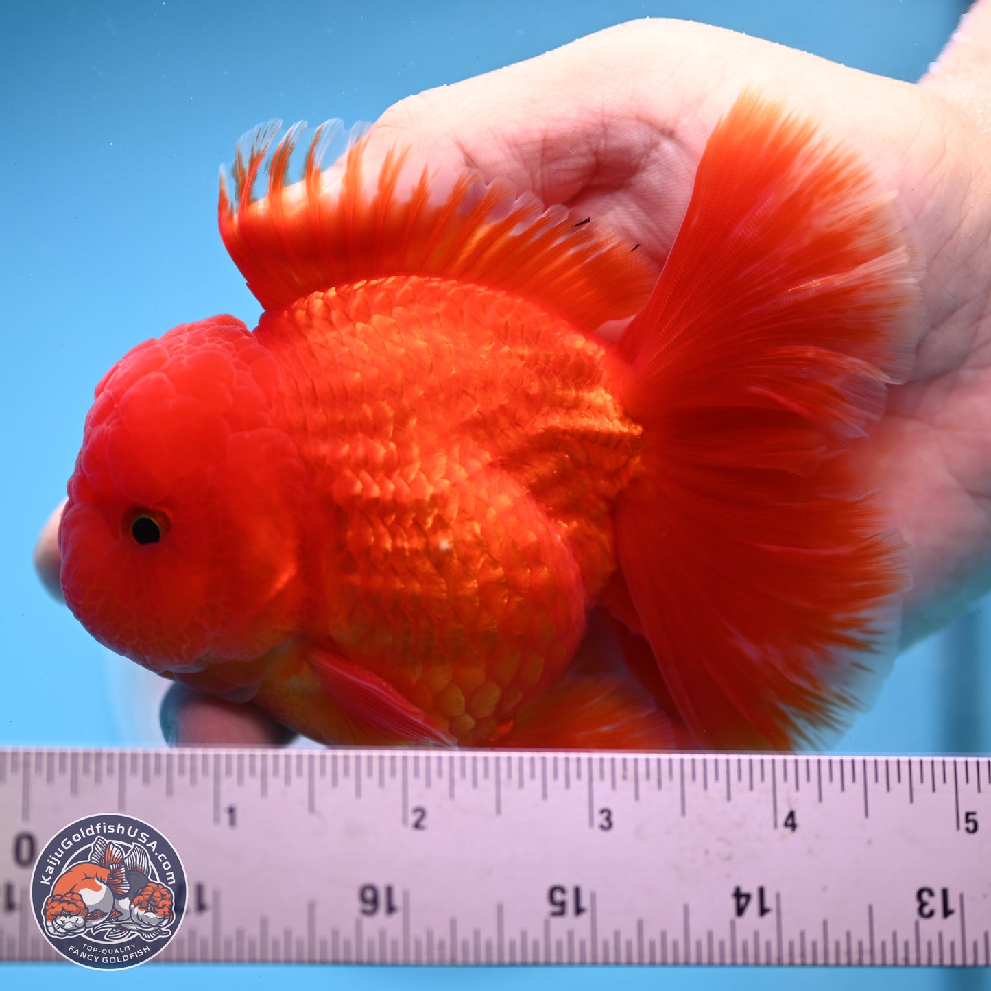 Fiery Classic Red Rose Tail Oranda 3.5 inches Body - Male (250228_OR07)