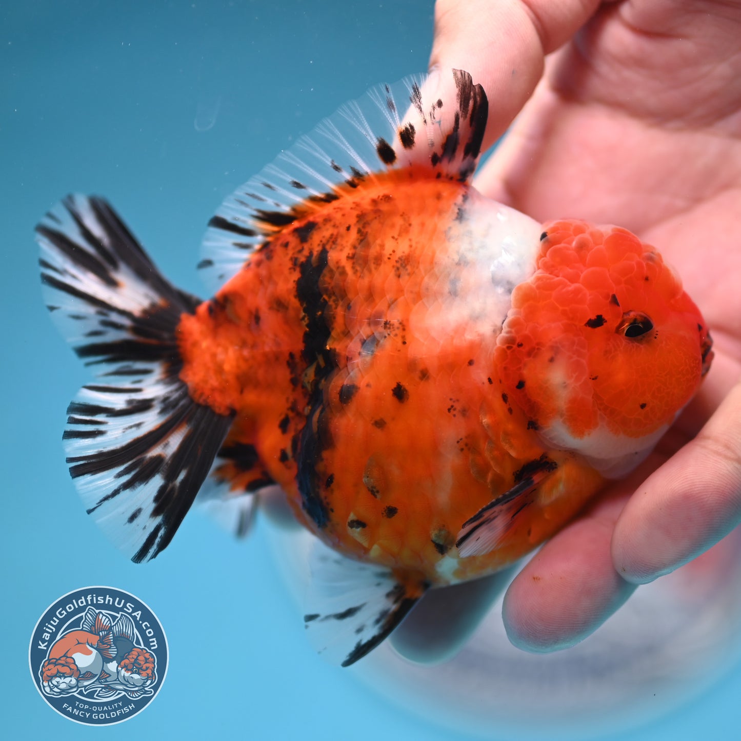 Shogun Tricolor Sakura Oranda 3.5 inches Body (250606_OR07)