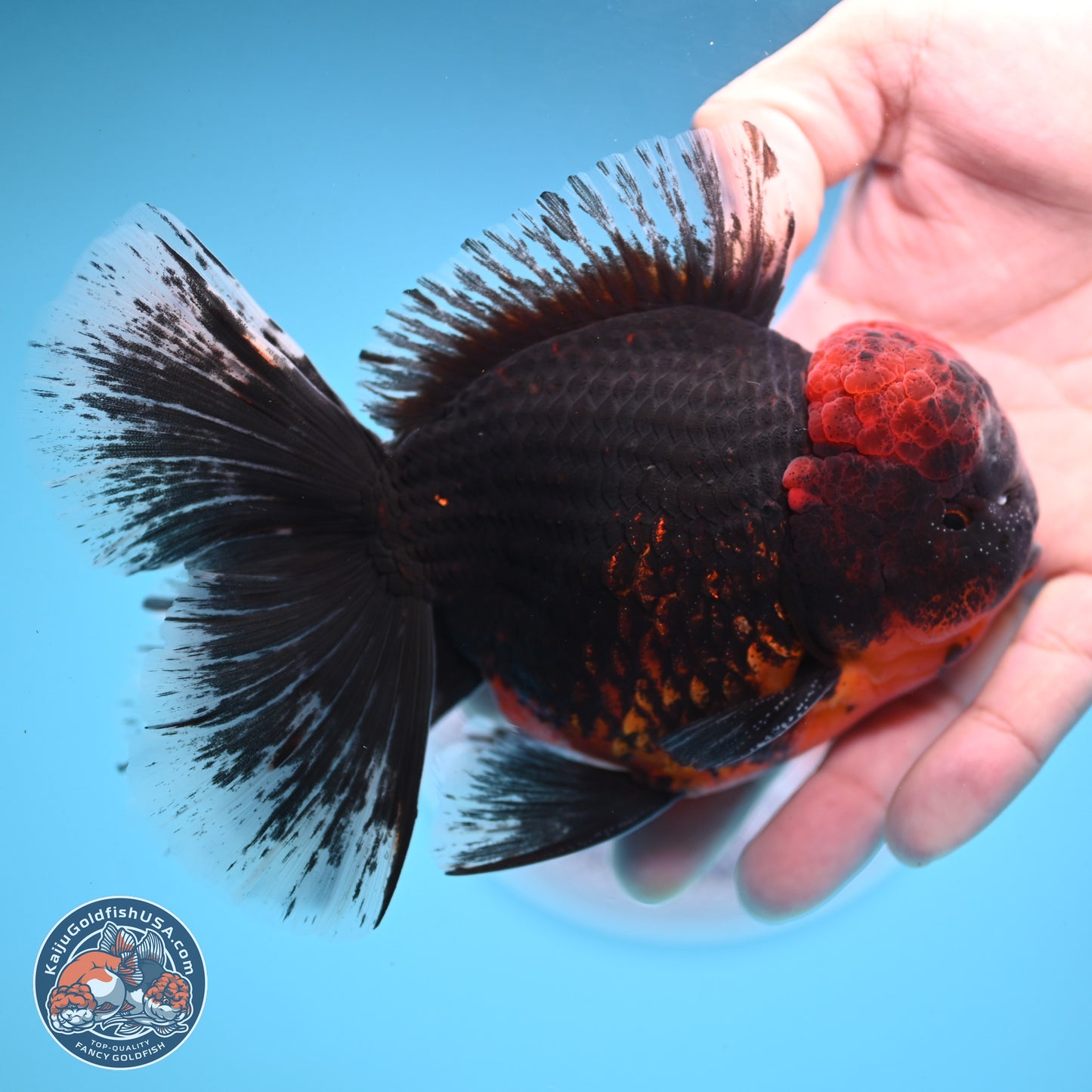 Kirin Rose Tail Oranda 6 inches - Male (241122_OR07) - Kaiju Goldfish USA