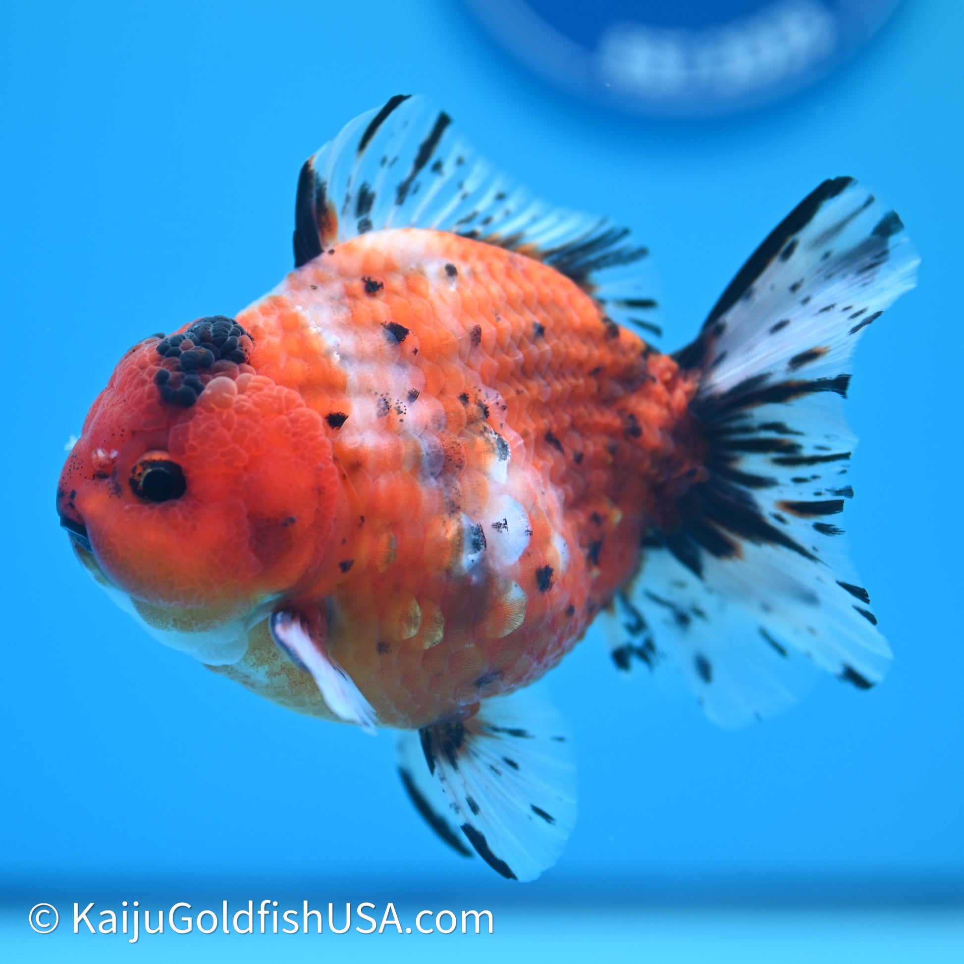 Shogun Godzilla Tricolor Sakura Oranda 3.5in Body (240614_OR07) - Kaiju Goldfish USA