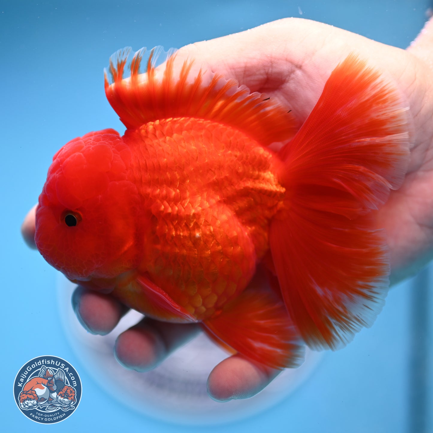 Fiery Classic Red Rose Tail Oranda 3.5 inches Body - Male (250228_OR07)