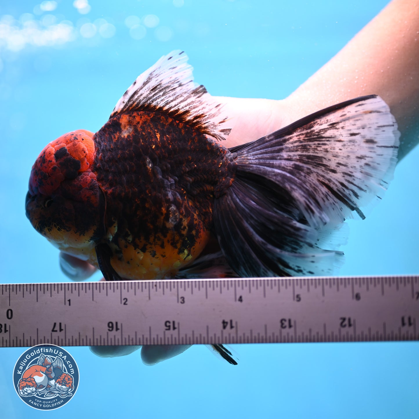 Red Kirin Rose Tail Oranda 6.5 inches - Male (241115_OR07) - Kaiju Goldfish USA