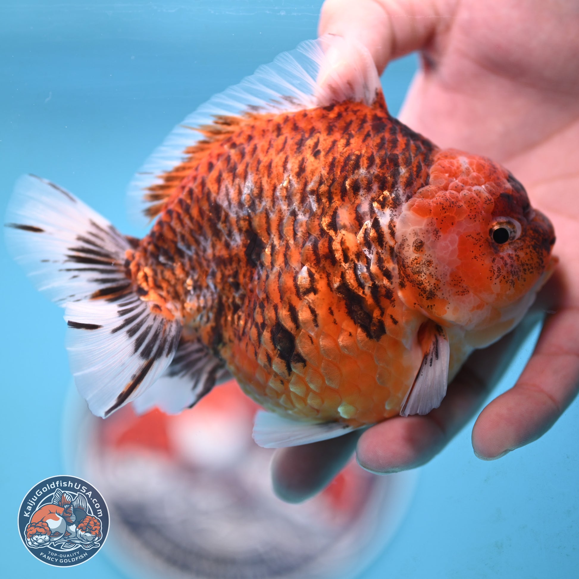 Tiger YuanBao Oranda 4 inches Body - Male (250117_OR07) - Kaiju Goldfish USA