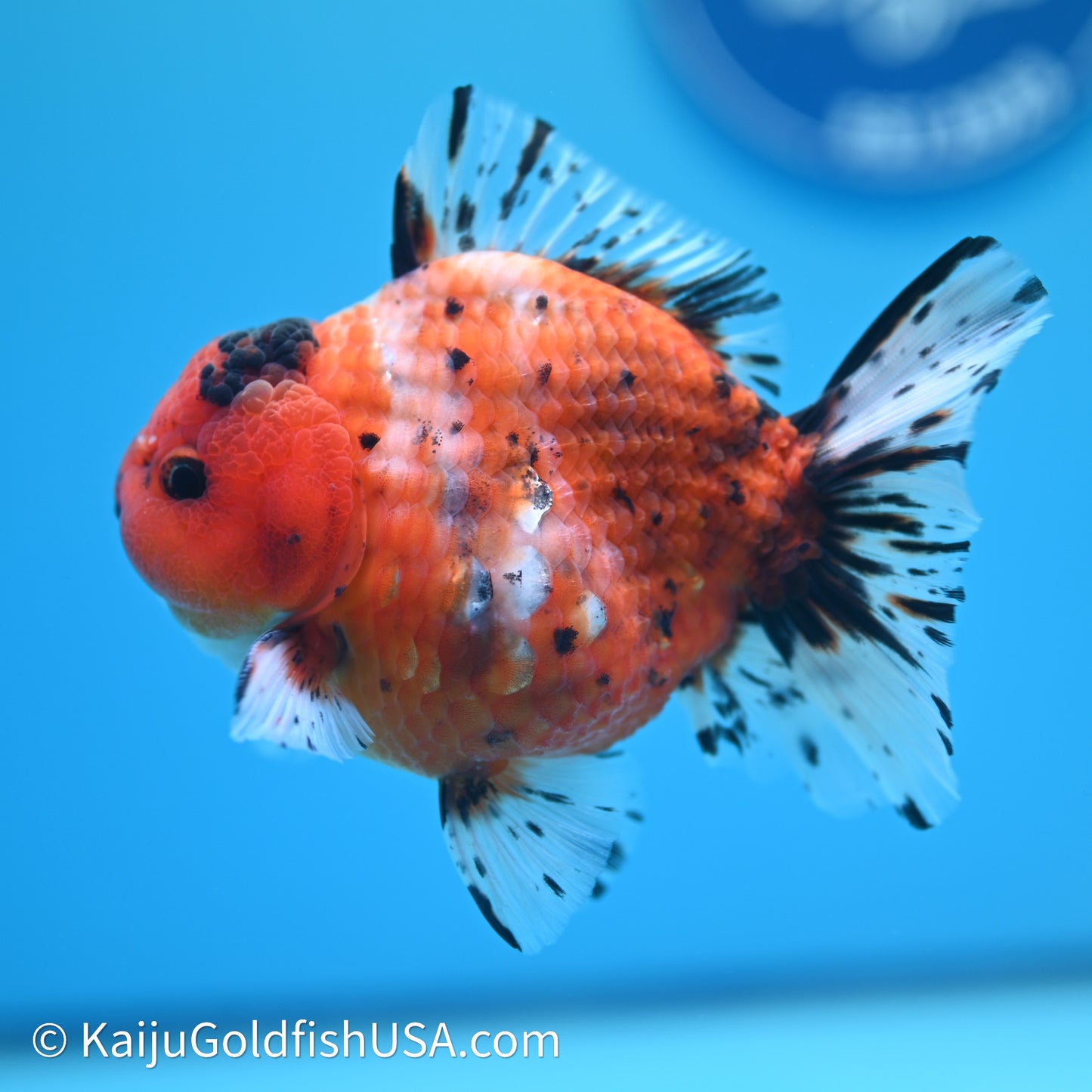 Shogun Godzilla Tricolor Sakura Oranda 3.5in Body (240614_OR07) - Kaiju Goldfish USA