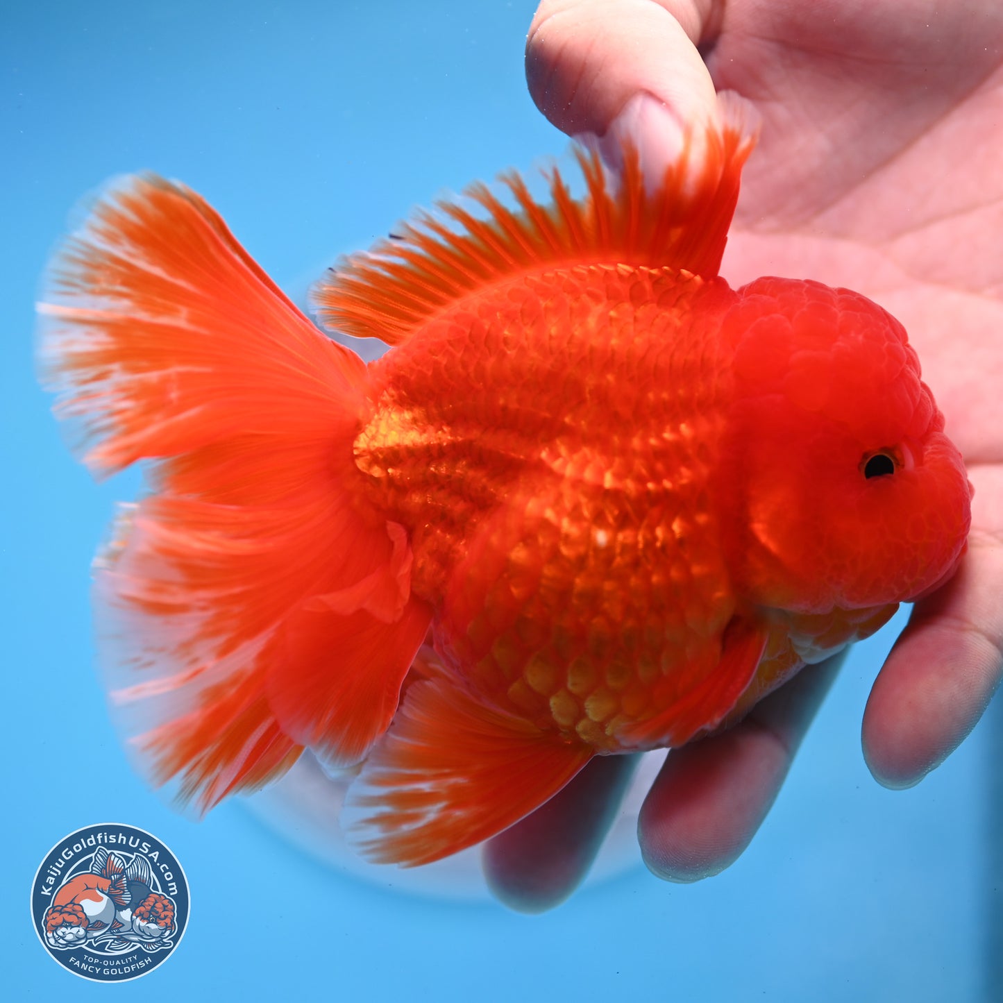 Fiery Classic Red Rose Tail Oranda 3.5 inches Body - Male (250228_OR07)