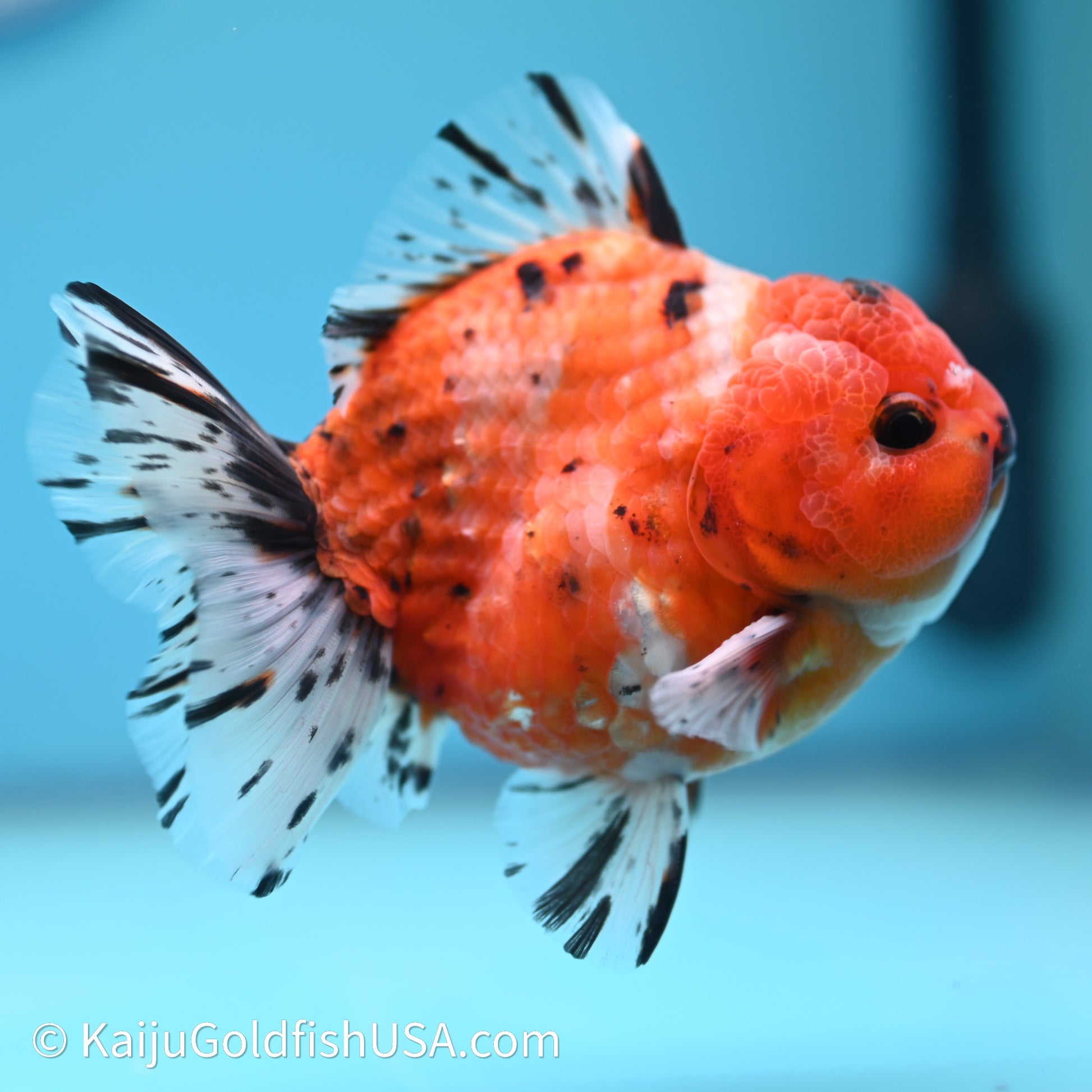 Shogun Godzilla Tricolor Sakura Oranda 3.5in Body (240614_OR07) - Kaiju Goldfish USA