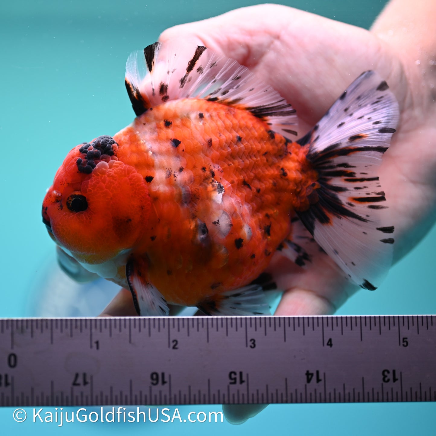 Shogun Godzilla Tricolor Sakura Oranda 3.5in Body (240614_OR07) - Kaiju Goldfish USA