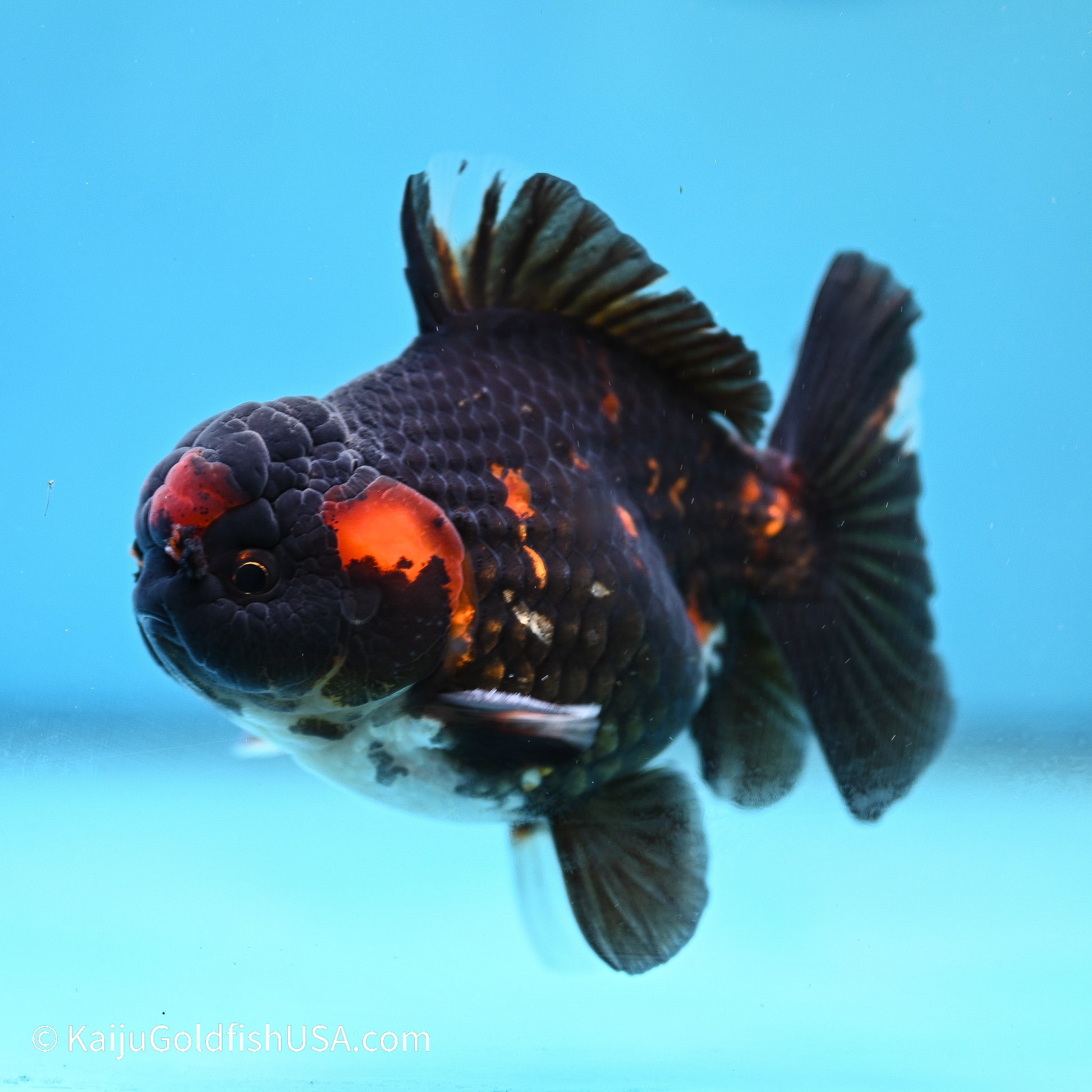 Heavy Ink Tiger YuanBao Oranda 3.5in Body (240524_OR07) - Kaiju Goldfish USA