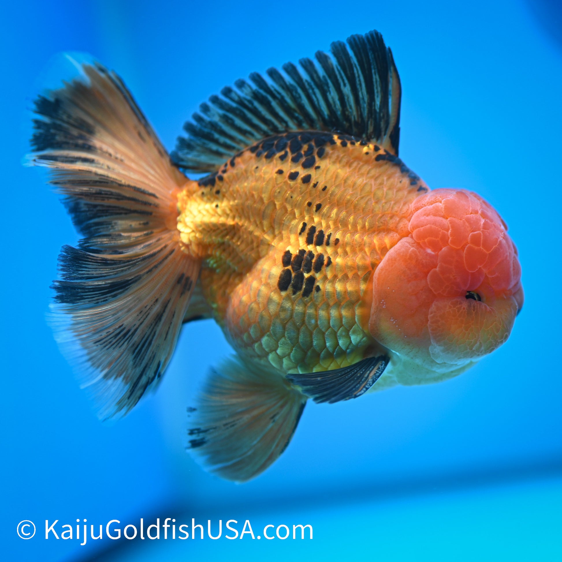 Apache Rose Tail Oranda 4.5-5 inches (240322_OR7) - Kaiju Goldfish USA